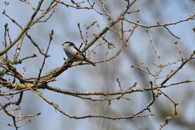 Orite à longue queue