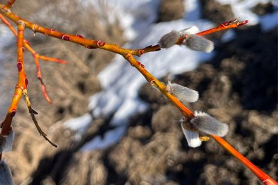 Bourgeons de saule