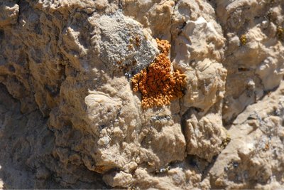 Xanthorie des murailles