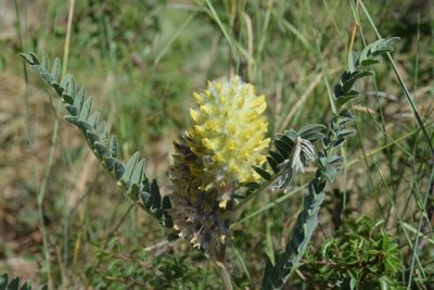 Astragale-Queue-de-Renard