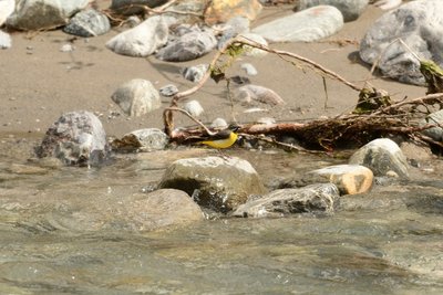 Bergeronnette des ruisseaux