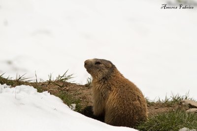 Marmotte