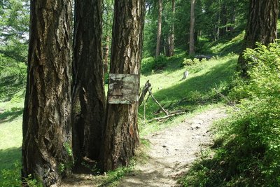 Forêt de Praroussin