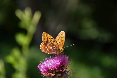 Argynnis adippe