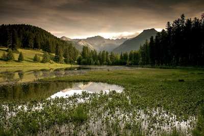 Trèfle d'eau sur le Lac de Roue