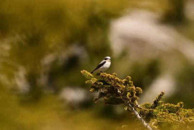 Traquet motteux male