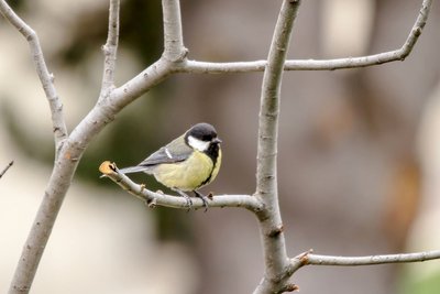 Mésange charbonnière