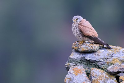 Faucon crécerelle