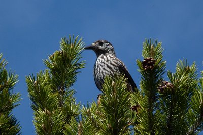 Casse noix moucheté