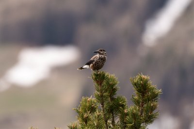 Casse noix moucheté