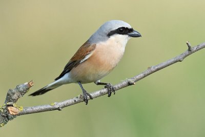 Pie grièche écorcheur