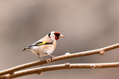 Chardonnet élégant