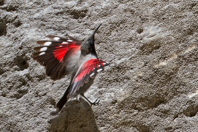 Le Tichodrome échelette
