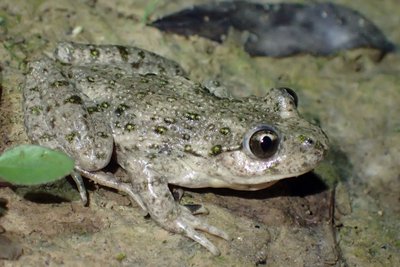 Pélodyte ponctué