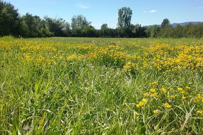 Prés des Poulivets fleuris