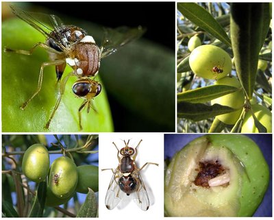 Mouche de l'olive
