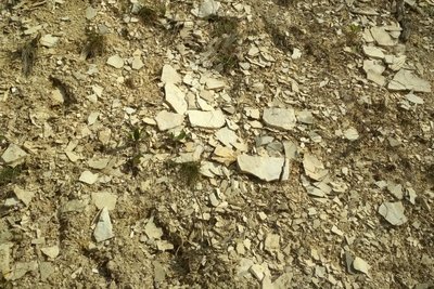 Calcaire en plaquettes