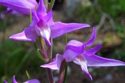 Céphalanthère rouge