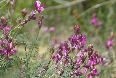 Sainfoin humble d'Europe