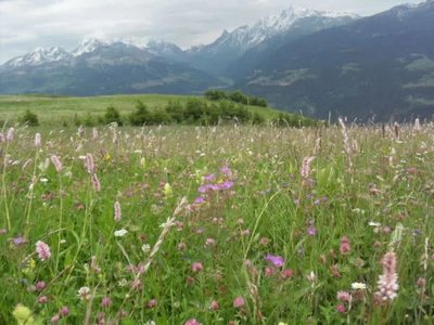 Prairie de fauche de montagne
