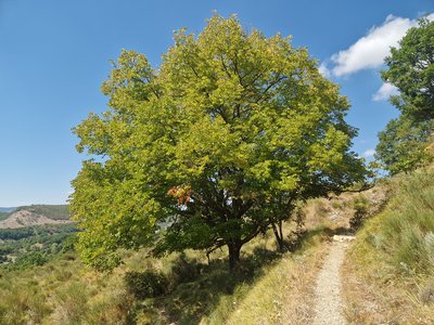 Tilleul du point d'écoute n°2