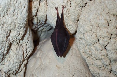 Chauve-souris