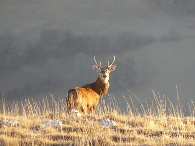 Cerf