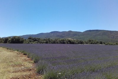 Lavandin et Grand Luberon