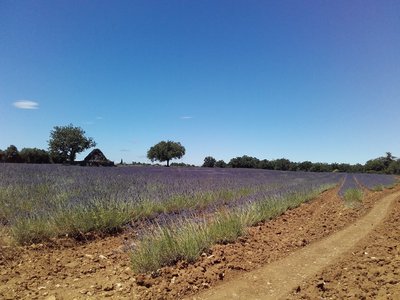 Champ de lavandin