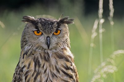 Hibou grand duc