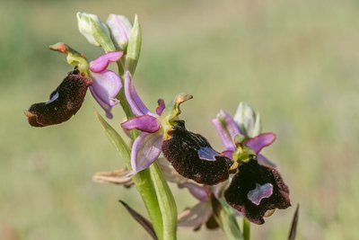 Ophrys de Bertoloni