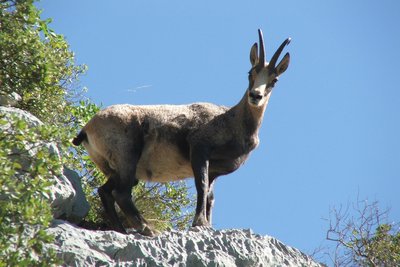 Chamois de Volx
