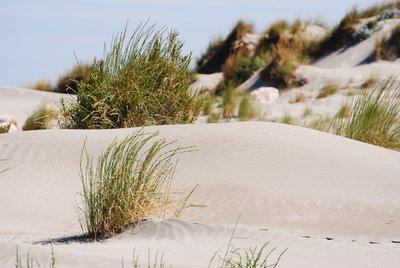Dunes et oyats