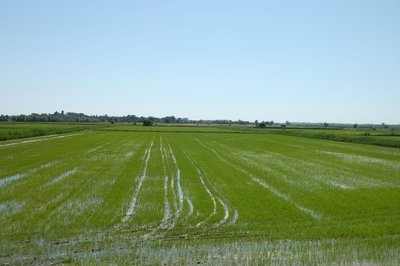 Rizière