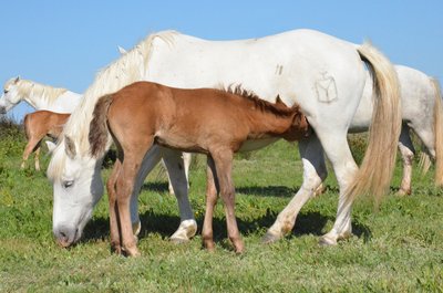 Cheval de Camargue et son poulain