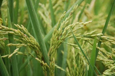 Epis de riz