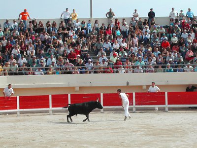 Course camarguaise