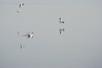 Mouettes rieuses