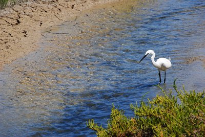 Aigrette garzette