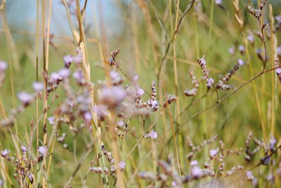 Fleurs de saladelle