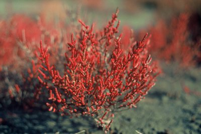 Salicorne annuelle rouge