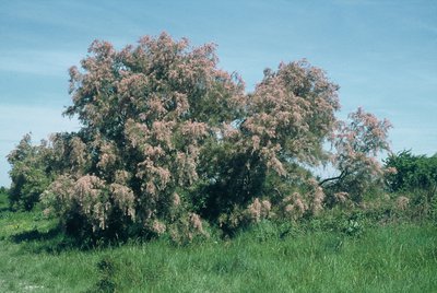 Tamaris en fleurs