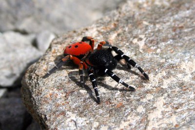 Eresus Kollari