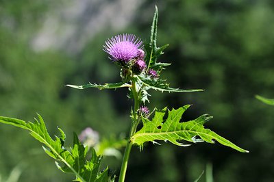 Cirse des montagnes