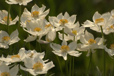 Anémone à fleurs de narcisse