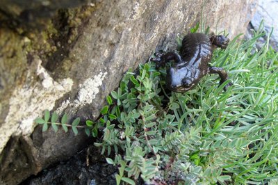 Salamandre de Lanza