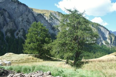 Mélèze