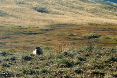 Marmotte