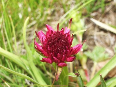 Orchis vanille