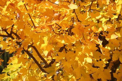 Erable plane à l'automne